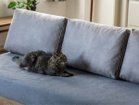 【イージーライフ/Easy Life / GOODS】のHUSKY SOFA BED / ハスキー ソファベッド スエード調 オプションの座面カバーはペット対応生地です。|ID: prp329100004621445 ipo3291000000033275923