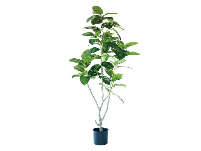 【ブラウン/BROWN / GOODS】のFicus Benghalensis Pot / フィカス ベンガレンシス ポット 170 インテリア・キッズ・メンズ・レディースファッション・服の通販 founy(ファニー) https://founy.com/ 送料無料 Free Shipping おすすめ Recommended / Our Picks ホーム・キャンプ・アウトドア・お取り寄せ Home Living / Home & Lifestyle / Camping Gear / Outdoor Camping 家具・インテリア Home Furniture & Interior. Stylish & Functional Living Spaces その他 インテリア雑貨、家具 Home Decor & Furniture Extras |ID: prp329100004641710 ipo3291000000033475523