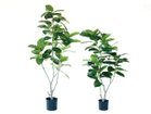 【ブラウン/BROWN / GOODS】のFicus Benghalensis Pot / フィカス ベンガレンシス ポット 170 サイズ展開がありますので、鉢や設置場所、空間に合わせてお選びいただけます。左:本商品|ID: prp329100004641710 ipo3291000000033475527