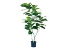 【ブラウン/BROWN / GOODS】のFicus Benghalensis Pot / フィカス ベンガレンシス ポット 135 -|ID: prp329100004641711 ipo3291000000033475532