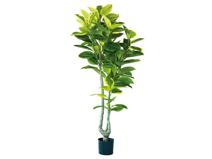 【ブラウン/BROWN / GOODS】のFicus Altissima Pot / フィカス アルテシマ ポット 190 インテリア・キッズ・メンズ・レディースファッション・服の通販 founy(ファニー) https://founy.com/ 送料無料 Free Shipping おすすめ Recommended / Our Picks ホーム・キャンプ・アウトドア・お取り寄せ Home Living / Home & Lifestyle / Camping Gear / Outdoor Camping 家具・インテリア Home Furniture & Interior. Stylish & Functional Living Spaces その他 インテリア雑貨、家具 Home Decor & Furniture Extras |ID: prp329100004641712 ipo3291000000033475534