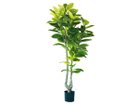 【ブラウン/BROWN / GOODS】のFicus Altissima Pot / フィカス アルテシマ ポット 190 -|ID: prp329100004641712 ipo3291000000033475535