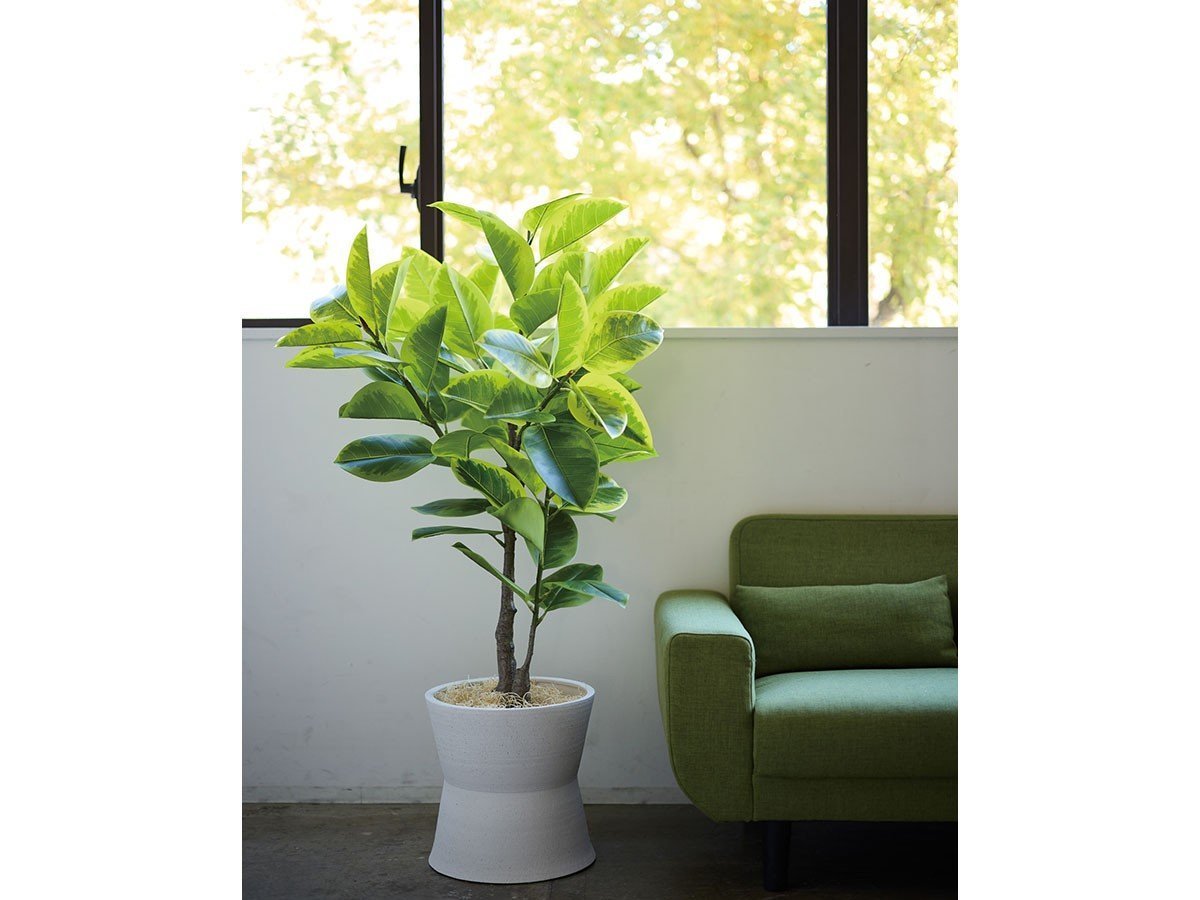 【ブラウン/BROWN / GOODS】のFicus Altissima Pot / フィカス アルテシマ ポット 190 インテリア・キッズ・メンズ・レディースファッション・服の通販 founy(ファニー) 　送料無料　Free Shipping　おすすめ　Recommended / Our Picks　ホーム・キャンプ・アウトドア・お取り寄せ　Home Living / Home & Lifestyle / Camping Gear / Outdoor Camping　家具・インテリア　Home Furniture & Interior. Stylish & Functional Living Spaces　その他 インテリア雑貨、家具　Home Decor & Furniture Extras　参考イメージ|ID: prp329100004641712 ipo3291000000033475537