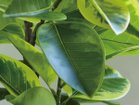 【ブラウン/BROWN / GOODS】のFicus Altissima Pot / フィカス アルテシマ ポット 190 参考イメージ|ID: prp329100004641712 ipo3291000000033475539