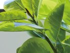 【ブラウン/BROWN / GOODS】のFicus Altissima Pot / フィカス アルテシマ ポット 190 参考イメージ|ID: prp329100004641712 ipo3291000000033475540