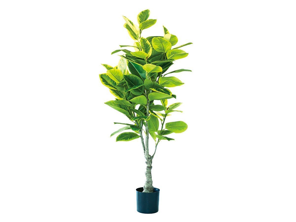 【ブラウン/BROWN / GOODS】のFicus Altissima Pot / フィカス アルテシマ ポット 175 人気、トレンドファッション・服の通販 founy(ファニー) 　送料無料　Free Shipping　おすすめ　Recommended / Our Picks　ホーム・キャンプ・アウトドア・お取り寄せ　Home Living / Home & Lifestyle / Camping Gear / Outdoor Camping　家具・インテリア　Home Furniture & Interior. Stylish & Functional Living Spaces　その他 インテリア雑貨、家具　Home Decor & Furniture Extras　 other-1|ID: prp329100004641713 ipo3291000000033475541