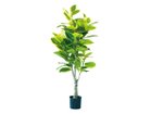 【ブラウン/BROWN / GOODS】のFicus Altissima Pot / フィカス アルテシマ ポット 175 -|ID: prp329100004641713 ipo3291000000033475542