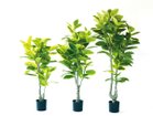 【ブラウン/BROWN / GOODS】のFicus Altissima Pot / フィカス アルテシマ ポット 175 サイズ展開がありますので、鉢や設置場所、空間に合わせてお選びいただけます。左から:高|ID: prp329100004641713 ipo3291000000033475543