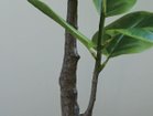 【ブラウン/BROWN / GOODS】のFicus Altissima Pot / フィカス アルテシマ ポット 175 参考イメージ|ID: prp329100004641713 ipo3291000000033475549