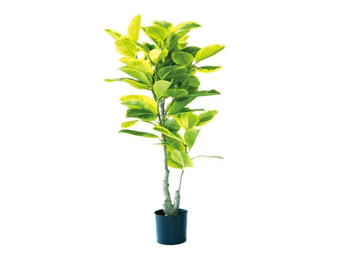 【ブラウン/BROWN / GOODS】のFicus Altissima Pot / フィカス アルテシマ ポット 135 インテリア・キッズ・メンズ・レディースファッション・服の通販 founy(ファニー) https://founy.com/ 送料無料 Free Shipping おすすめ Recommended / Our Picks ホーム・キャンプ・アウトドア・お取り寄せ Home Living / Home & Lifestyle / Camping Gear / Outdoor Camping 家具・インテリア Home Furniture & Interior. Stylish & Functional Living Spaces その他 インテリア雑貨、家具 Home Decor & Furniture Extras |ID: prp329100004641714 ipo3291000000033475551