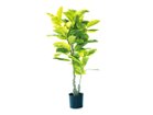 【ブラウン/BROWN / GOODS】のFicus Altissima Pot / フィカス アルテシマ ポット 135 -|ID: prp329100004641714 ipo3291000000033475553