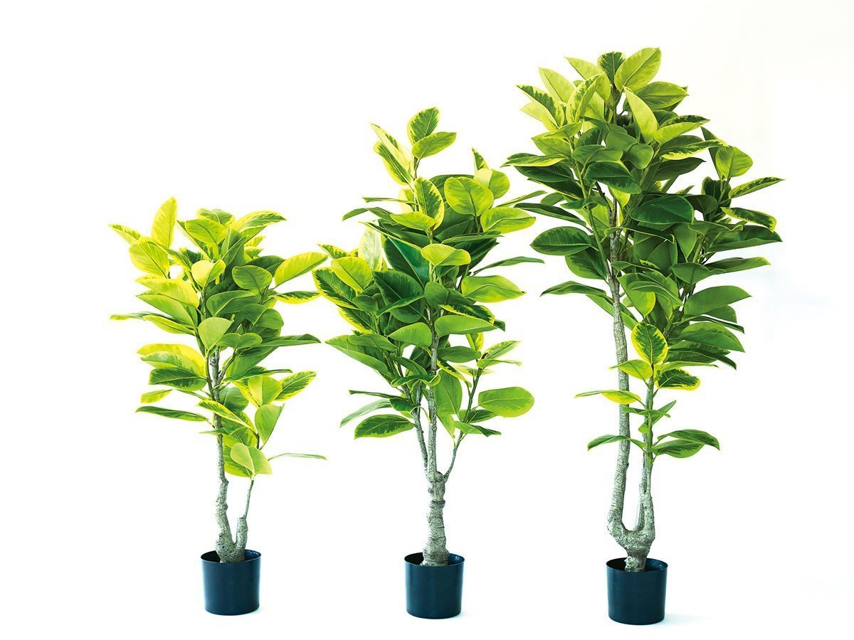 【ブラウン/BROWN / GOODS】のFicus Altissima Pot / フィカス アルテシマ ポット 135 インテリア・キッズ・メンズ・レディースファッション・服の通販 founy(ファニー) 　送料無料　Free Shipping　おすすめ　Recommended / Our Picks　ホーム・キャンプ・アウトドア・お取り寄せ　Home Living / Home & Lifestyle / Camping Gear / Outdoor Camping　家具・インテリア　Home Furniture & Interior. Stylish & Functional Living Spaces　その他 インテリア雑貨、家具　Home Decor & Furniture Extras　サイズ展開がありますので、鉢や設置場所、空間に合わせてお選びいただけます。左から:本|ID: prp329100004641714 ipo3291000000033475555