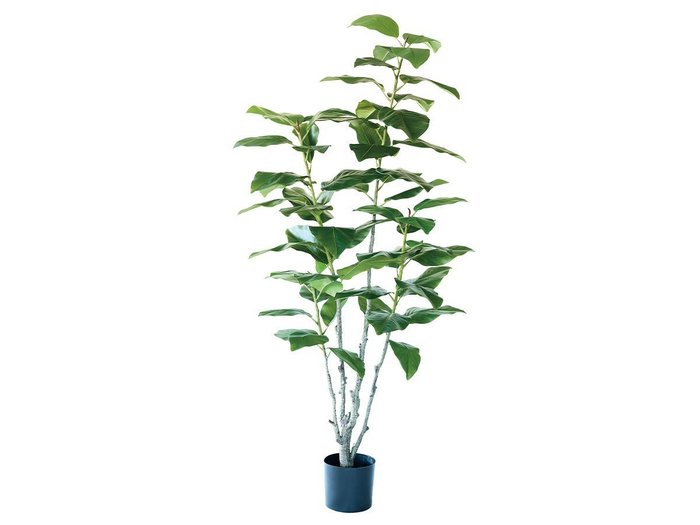 【ブラウン/BROWN / GOODS】のFicus Elastica Pot / フィカス エラスティカ ポット 195 インテリア・キッズ・メンズ・レディースファッション・服の通販 founy(ファニー) https://founy.com/ 送料無料 Free Shipping おすすめ Recommended / Our Picks ホーム・キャンプ・アウトドア・お取り寄せ Home Living / Home & Lifestyle / Camping Gear / Outdoor Camping 家具・インテリア Home Furniture & Interior. Stylish & Functional Living Spaces その他 インテリア雑貨、家具 Home Decor & Furniture Extras |ID: prp329100004641715 ipo3291000000033475556