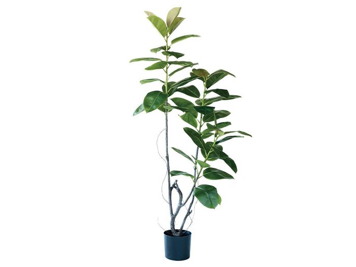 【ブラウン/BROWN / GOODS】のFicus Sophia Pot / フィカス ソフィア ポット 180 インテリア・キッズ・メンズ・レディースファッション・服の通販 founy(ファニー) https://founy.com/ 送料無料 Free Shipping おすすめ Recommended / Our Picks ホーム・キャンプ・アウトドア・お取り寄せ Home Living / Home & Lifestyle / Camping Gear / Outdoor Camping 家具・インテリア Home Furniture & Interior. Stylish & Functional Living Spaces その他 インテリア雑貨、家具 Home Decor & Furniture Extras |ID: prp329100004641717 ipo3291000000033475560