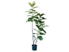 【ブラウン/BROWN / GOODS】のFicus Sophia Pot / フィカス ソフィア ポット 180 -|ID: prp329100004641717 ipo3291000000033475561