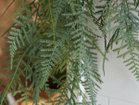 【ブラウン/BROWN / GOODS】のFern Hanging Ball / ファーン ハンギングボール 65 参考イメージ|ID: prp329100004641719 ipo3291000000033475573