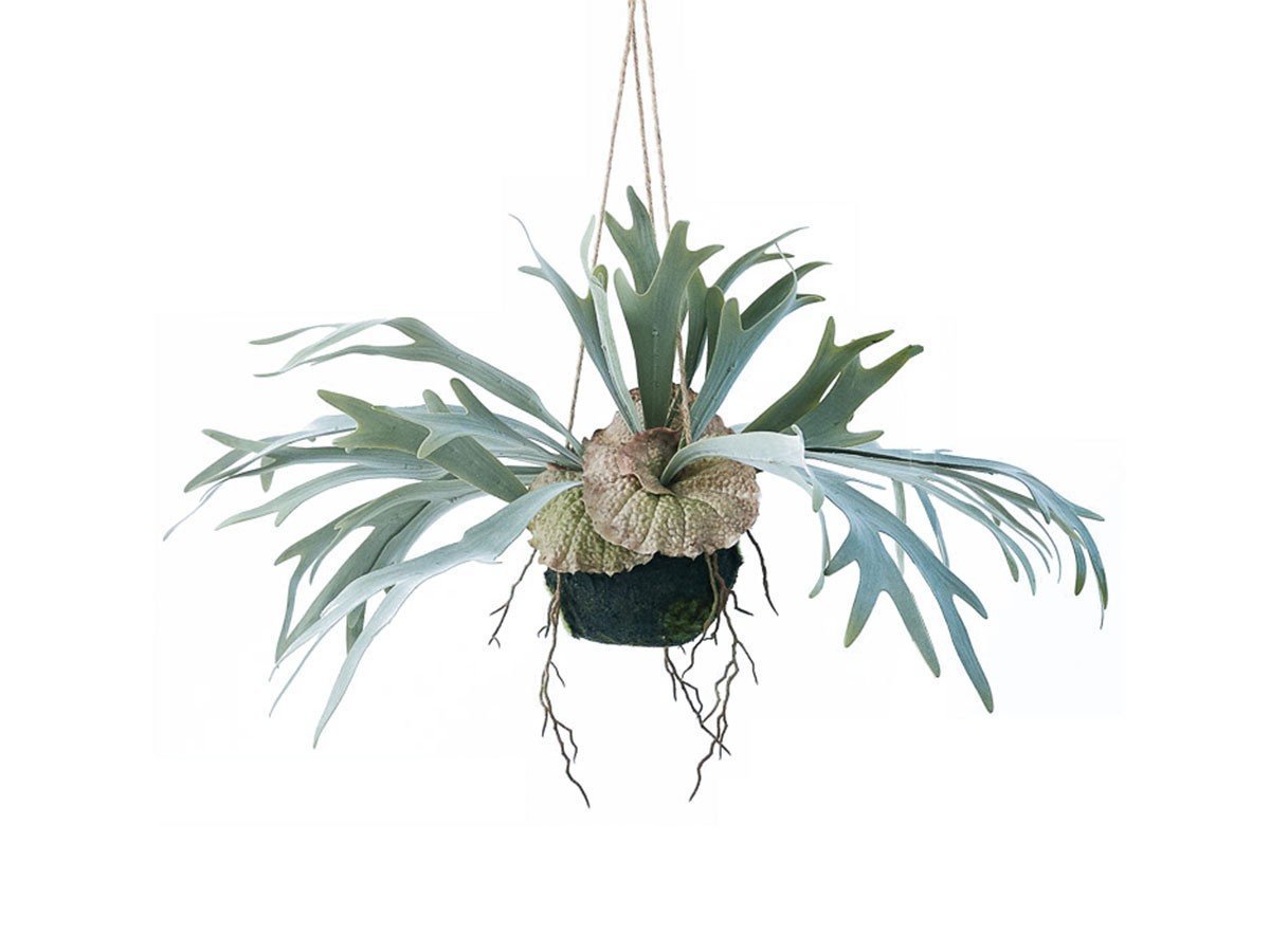 【ブラウン/BROWN / GOODS】のStaghorn Fern Hanging Ball / ビカクシダ ハンギングボール 46 人気、トレンドファッション・服の通販 founy(ファニー) 　送料無料　Free Shipping　おすすめ　Recommended / Our Picks　リラックス　Relax, Relaxed Fit　ホーム・キャンプ・アウトドア・お取り寄せ　Home Living / Home & Lifestyle / Camping Gear / Outdoor Camping　家具・インテリア　Home Furniture & Interior. Stylish & Functional Living Spaces　その他 インテリア雑貨、家具　Home Decor & Furniture Extras　 other-1|ID: prp329100004641720 ipo3291000000033475574