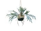 【ブラウン/BROWN / GOODS】のStaghorn Fern Hanging Ball / ビカクシダ ハンギングボール 46 -|ID: prp329100004641720 ipo3291000000033475575