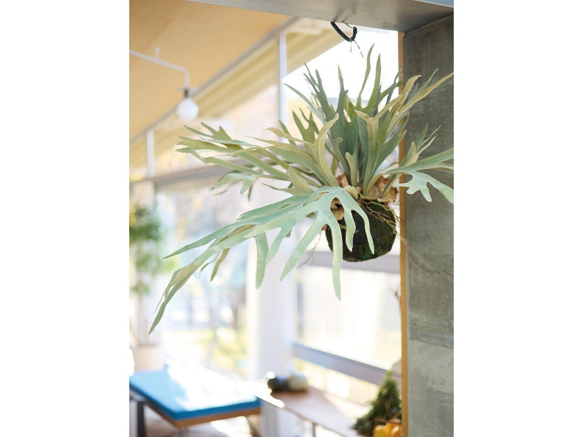 【ブラウン/BROWN / GOODS】のStaghorn Fern Hanging Ball / ビカクシダ ハンギングボール 46 インテリア・キッズ・メンズ・レディースファッション・服の通販 founy(ファニー) 　送料無料　Free Shipping　おすすめ　Recommended / Our Picks　リラックス　Relax, Relaxed Fit　ホーム・キャンプ・アウトドア・お取り寄せ　Home Living / Home & Lifestyle / Camping Gear / Outdoor Camping　家具・インテリア　Home Furniture & Interior. Stylish & Functional Living Spaces　その他 インテリア雑貨、家具　Home Decor & Furniture Extras　参考イメージ|ID: prp329100004641720 ipo3291000000033475576