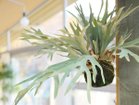 【ブラウン/BROWN / GOODS】のStaghorn Fern Hanging Ball / ビカクシダ ハンギングボール 46 参考イメージ|ID: prp329100004641720 ipo3291000000033475577