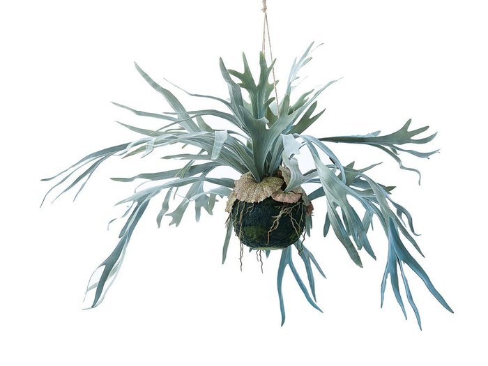 【ブラウン/BROWN / GOODS】のStaghorn Fern Hanging Ball / ビカクシダ ハンギングボール 60 インテリア・キッズ・メンズ・レディースファッション・服の通販 founy(ファニー) https://founy.com/ 送料無料 Free Shipping おすすめ Recommended / Our Picks リラックス Relax, Relaxed Fit ホーム・キャンプ・アウトドア・お取り寄せ Home Living / Home & Lifestyle / Camping Gear / Outdoor Camping 家具・インテリア Home Furniture & Interior. Stylish & Functional Living Spaces その他 インテリア雑貨、家具 Home Decor & Furniture Extras |ID: prp329100004641721 ipo3291000000033475579