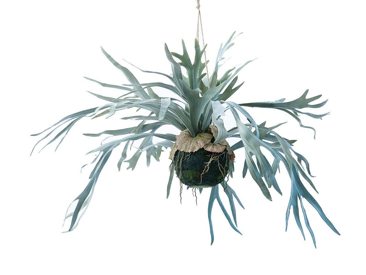 【ブラウン/BROWN / GOODS】のStaghorn Fern Hanging Ball / ビカクシダ ハンギングボール 60 インテリア・キッズ・メンズ・レディースファッション・服の通販 founy(ファニー) 　送料無料　Free Shipping　おすすめ　Recommended / Our Picks　リラックス　Relax, Relaxed Fit　ホーム・キャンプ・アウトドア・お取り寄せ　Home Living / Home & Lifestyle / Camping Gear / Outdoor Camping　家具・インテリア　Home Furniture & Interior. Stylish & Functional Living Spaces　その他 インテリア雑貨、家具　Home Decor & Furniture Extras　-|ID: prp329100004641721 ipo3291000000033475581