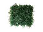 【ブラウン/BROWN / GOODS】のGreen Wall / グリーンウォール 50 FE -|ID:prp329100004641723