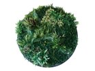 【ブラウン/BROWN / GOODS】のGreen Wall / グリーンウォール ラウンド 100 -|ID: prp329100004641730 ipo3291000000033475635