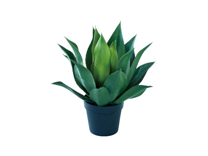 【ブラウン/BROWN / GOODS】のAgave Attenuata Pot / アガべ アテナータ ポット 50 インテリア・キッズ・メンズ・レディースファッション・服の通販 founy(ファニー) https://founy.com/ 送料無料 Free Shipping おすすめ Recommended / Our Picks ホーム・キャンプ・アウトドア・お取り寄せ Home Living / Home & Lifestyle / Camping Gear / Outdoor Camping 家具・インテリア Home Furniture & Interior. Stylish & Functional Living Spaces その他 インテリア雑貨、家具 Home Decor & Furniture Extras |ID: prp329100004641732 ipo3291000000033475639