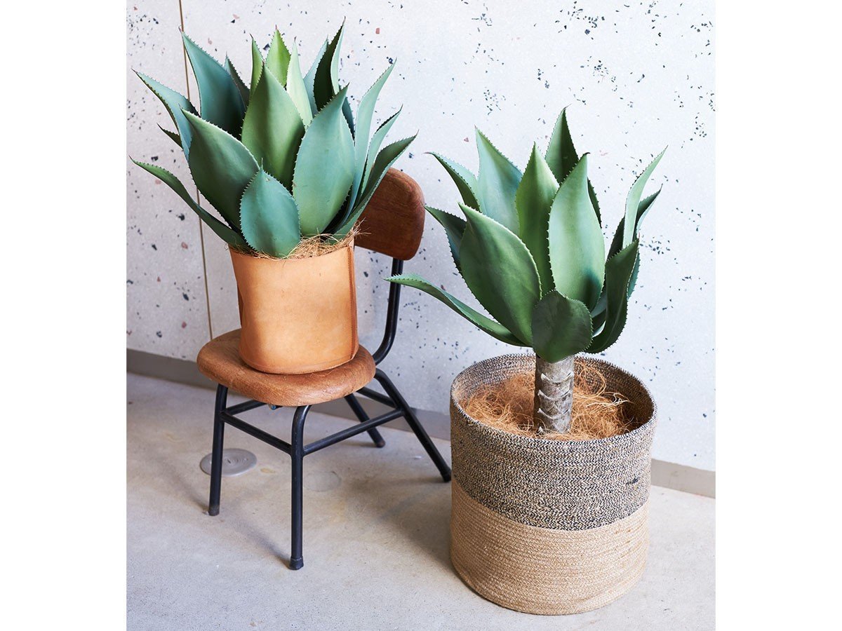 【ブラウン/BROWN / GOODS】のAgave Attenuata Pot / アガべ アテナータ ポット 50 インテリア・キッズ・メンズ・レディースファッション・服の通販 founy(ファニー) 　送料無料　Free Shipping　おすすめ　Recommended / Our Picks　ホーム・キャンプ・アウトドア・お取り寄せ　Home Living / Home & Lifestyle / Camping Gear / Outdoor Camping　家具・インテリア　Home Furniture & Interior. Stylish & Functional Living Spaces　その他 インテリア雑貨、家具　Home Decor & Furniture Extras　左:本商品、右:アガべ アテナータ ポット 70|ID: prp329100004641732 ipo3291000000033475642