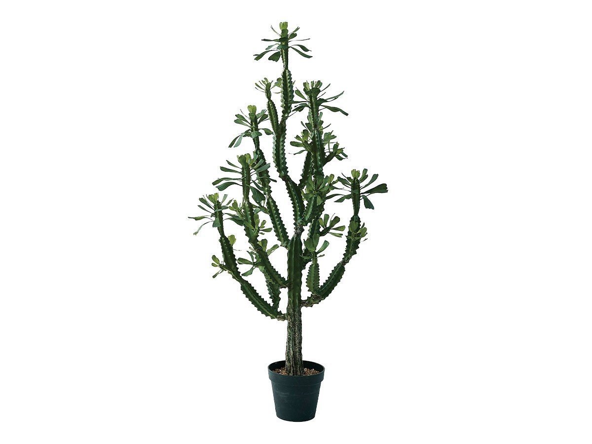 【ブラウン/BROWN / GOODS】のEuphorbia Pot / ユーフォルビア ポット 147 インテリア・キッズ・メンズ・レディースファッション・服の通販 founy(ファニー) 　送料無料　Free Shipping　おすすめ　Recommended / Our Picks　ホーム・キャンプ・アウトドア・お取り寄せ　Home Living / Home & Lifestyle / Camping Gear / Outdoor Camping　家具・インテリア　Home Furniture & Interior. Stylish & Functional Living Spaces　その他 インテリア雑貨、家具　Home Decor & Furniture Extras　-|ID: prp329100004641733 ipo3291000000033475645