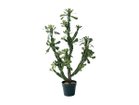 【ブラウン/BROWN / GOODS】のEuphorbia Pot / ユーフォルビア ポット 112 -|ID: prp329100004641734 ipo3291000000033475650