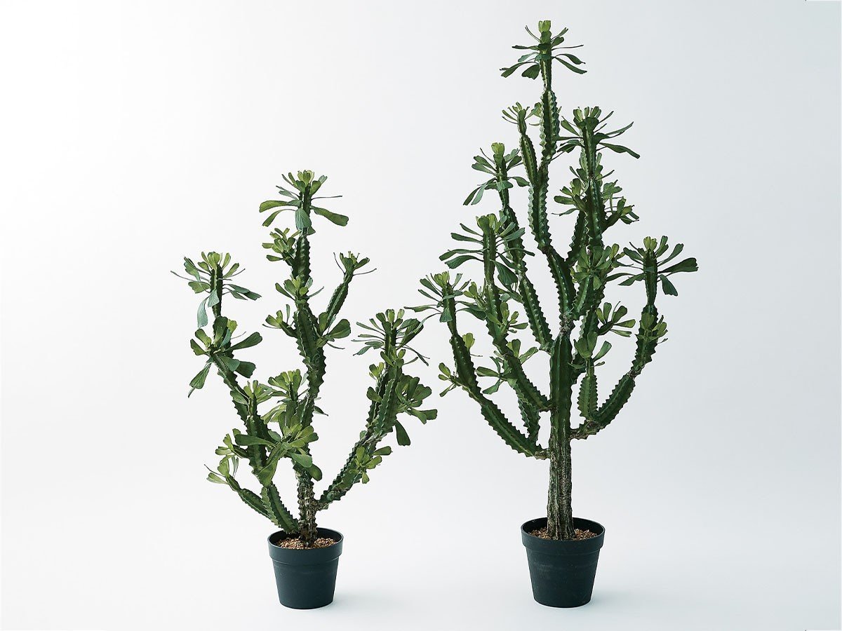 【ブラウン/BROWN / GOODS】のEuphorbia Pot / ユーフォルビア ポット 112 インテリア・キッズ・メンズ・レディースファッション・服の通販 founy(ファニー) 　送料無料　Free Shipping　おすすめ　Recommended / Our Picks　ホーム・キャンプ・アウトドア・お取り寄せ　Home Living / Home & Lifestyle / Camping Gear / Outdoor Camping　家具・インテリア　Home Furniture & Interior. Stylish & Functional Living Spaces　その他 インテリア雑貨、家具　Home Decor & Furniture Extras　サイズ展開がありますので、鉢や設置場所、空間に合わせてお選びいただけます。左:本商品|ID: prp329100004641734 ipo3291000000033475652