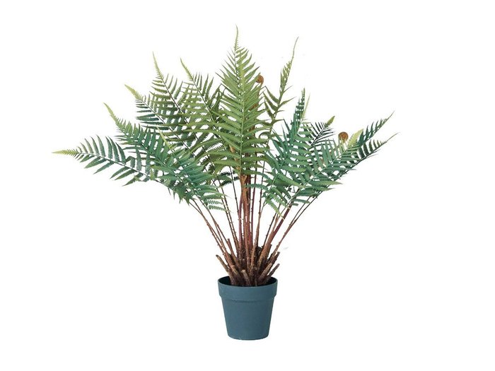 【ブラウン/BROWN / GOODS】のFern Pot / ファーン ポット 74 インテリア・キッズ・メンズ・レディースファッション・服の通販 founy(ファニー) https://founy.com/ おすすめ Recommended / Our Picks ホーム・キャンプ・アウトドア・お取り寄せ Home Living / Home & Lifestyle / Camping Gear / Outdoor Camping 家具・インテリア Home Furniture & Interior. Stylish & Functional Living Spaces その他 インテリア雑貨、家具 Home Decor & Furniture Extras |ID: prp329100004641735 ipo3291000000033475653