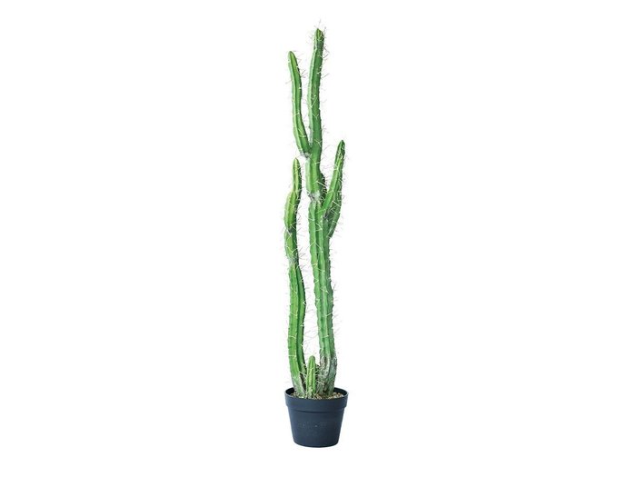 【その他のブランド/Other】のColumn Cactus Pot / 柱サボテン ポット 118 インテリア・キッズ・メンズ・レディースファッション・服の通販 founy(ファニー) https://founy.com/ 送料無料 Free Shipping おすすめ Recommended / Our Picks ホーム・キャンプ・アウトドア・お取り寄せ Home Living / Home & Lifestyle / Camping Gear / Outdoor Camping 家具・インテリア Home Furniture & Interior. Stylish & Functional Living Spaces その他 インテリア雑貨、家具 Home Decor & Furniture Extras |ID: prp329100004641736 ipo3291000000033475655