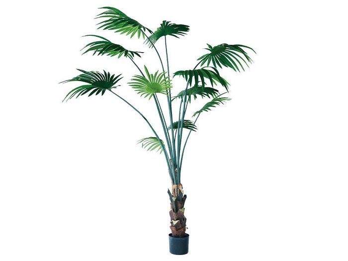【その他のブランド/Other】のRhapis humilis Pot / シュロチク ポット 180 インテリア・キッズ・メンズ・レディースファッション・服の通販 founy(ファニー) https://founy.com/ 送料無料 Free Shipping おすすめ Recommended / Our Picks ホーム・キャンプ・アウトドア・お取り寄せ Home Living / Home & Lifestyle / Camping Gear / Outdoor Camping 家具・インテリア Home Furniture & Interior. Stylish & Functional Living Spaces その他 インテリア雑貨、家具 Home Decor & Furniture Extras |ID: prp329100004641738 ipo3291000000033475664
