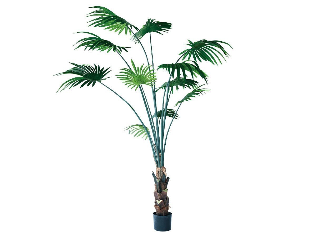 【ブラウン/BROWN / GOODS】のRhapis humilis Pot / シュロチク ポット 180 人気、トレンドファッション・服の通販 founy(ファニー) 　送料無料　Free Shipping　おすすめ　Recommended / Our Picks　ホーム・キャンプ・アウトドア・お取り寄せ　Home Living / Home & Lifestyle / Camping Gear / Outdoor Camping　家具・インテリア　Home Furniture & Interior. Stylish & Functional Living Spaces　その他 インテリア雑貨、家具　Home Decor & Furniture Extras　 other-1|ID: prp329100004641738 ipo3291000000033475664
