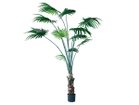 【その他のブランド/Other】のRhapis humilis Pot / シュロチク ポット 180 -|ID: prp329100004641738 ipo3291000000033475666