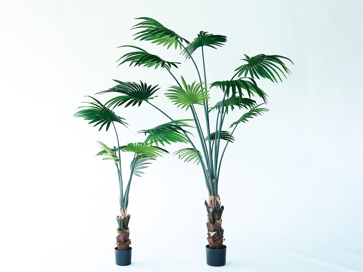 【ブラウン/BROWN / GOODS】のRhapis humilis Pot / シュロチク ポット 180 インテリア・キッズ・メンズ・レディースファッション・服の通販 founy(ファニー) 　送料無料　Free Shipping　おすすめ　Recommended / Our Picks　ホーム・キャンプ・アウトドア・お取り寄せ　Home Living / Home & Lifestyle / Camping Gear / Outdoor Camping　家具・インテリア　Home Furniture & Interior. Stylish & Functional Living Spaces　その他 インテリア雑貨、家具　Home Decor & Furniture Extras　サイズ展開がありますので、鉢や設置場所、空間に合わせてお選びいただけます。左:高さ1|ID: prp329100004641738 ipo3291000000033475668