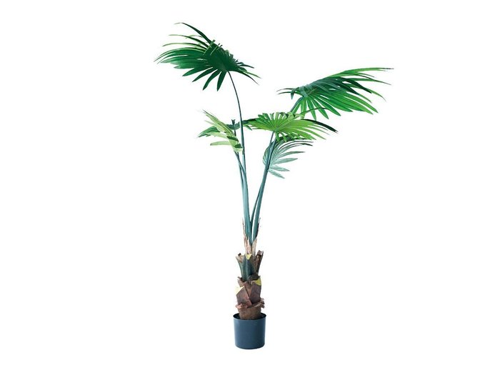 【その他のブランド/Other】のRhapis humilis Pot / シュロチク ポット 120 インテリア・キッズ・メンズ・レディースファッション・服の通販 founy(ファニー) https://founy.com/ 送料無料 Free Shipping おすすめ Recommended / Our Picks ホーム・キャンプ・アウトドア・お取り寄せ Home Living / Home & Lifestyle / Camping Gear / Outdoor Camping 家具・インテリア Home Furniture & Interior. Stylish & Functional Living Spaces その他 インテリア雑貨、家具 Home Decor & Furniture Extras |ID: prp329100004641739 ipo3291000000033475669