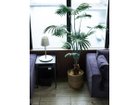 【その他のブランド/Other】のRhapis humilis Pot / シュロチク ポット 120 参考イメージ|ID: prp329100004641739 ipo3291000000033475674