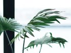 【その他のブランド/Other】のRhapis humilis Pot / シュロチク ポット 120 参考イメージ|ID: prp329100004641739 ipo3291000000033475677
