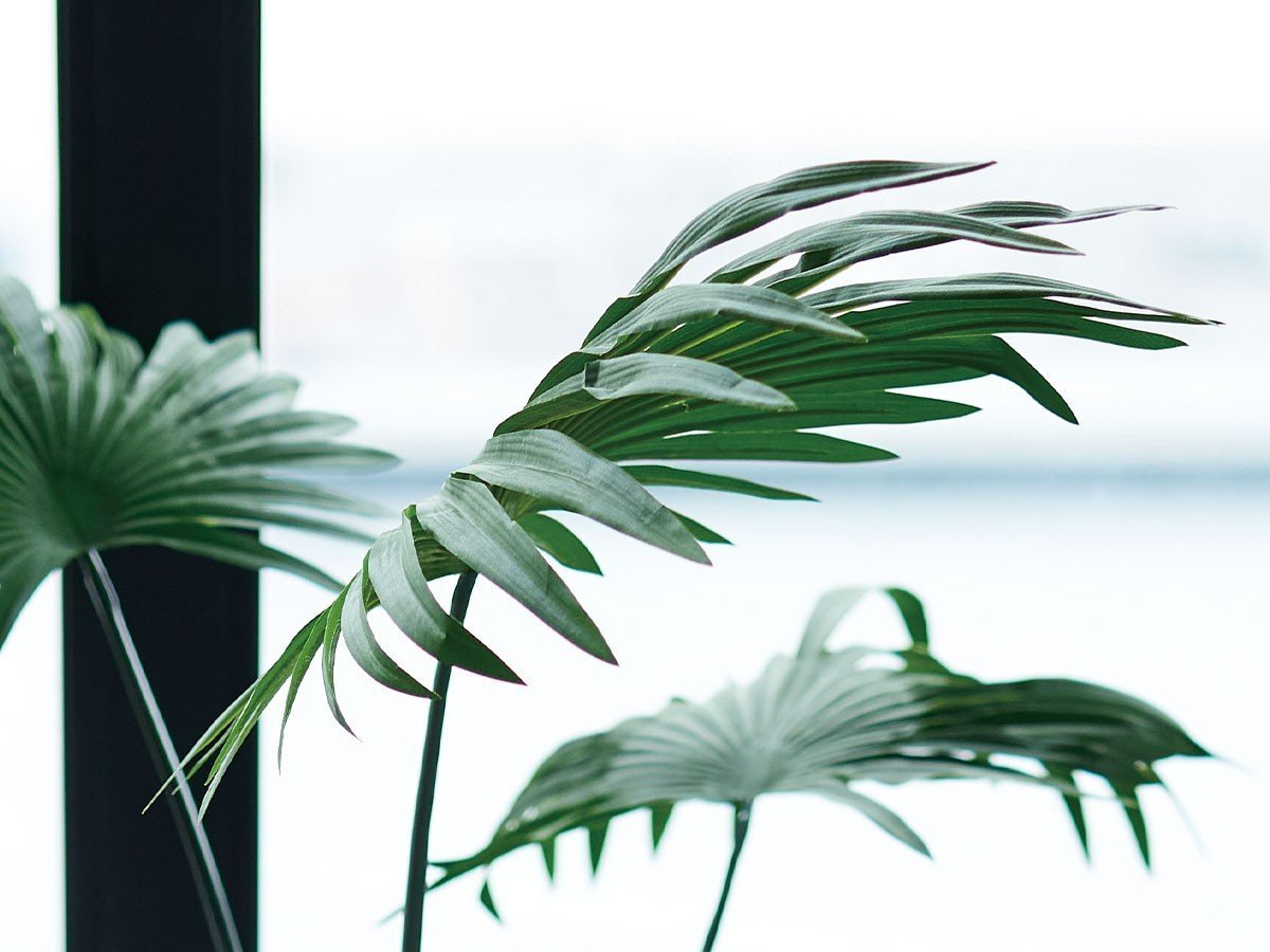 【ブラウン/BROWN / GOODS】のRhapis humilis Pot / シュロチク ポット 120 インテリア・キッズ・メンズ・レディースファッション・服の通販 founy(ファニー) 　送料無料　Free Shipping　おすすめ　Recommended / Our Picks　ホーム・キャンプ・アウトドア・お取り寄せ　Home Living / Home & Lifestyle / Camping Gear / Outdoor Camping　家具・インテリア　Home Furniture & Interior. Stylish & Functional Living Spaces　その他 インテリア雑貨、家具　Home Decor & Furniture Extras　参考イメージ|ID: prp329100004641739 ipo3291000000033475677