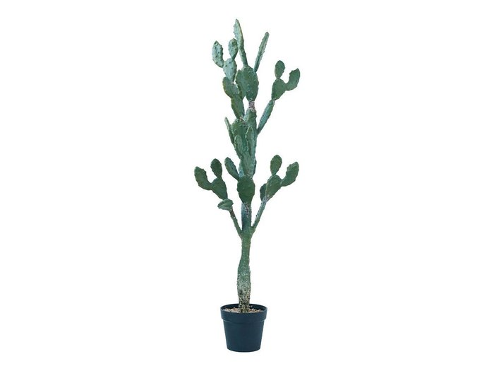 【その他のブランド/Other】のPrickly Pear Cactus Pot / ウチワサボテン ポット 130 インテリア・キッズ・メンズ・レディースファッション・服の通販 founy(ファニー) https://founy.com/ 送料無料 Free Shipping おすすめ Recommended / Our Picks ホーム・キャンプ・アウトドア・お取り寄せ Home Living / Home & Lifestyle / Camping Gear / Outdoor Camping 家具・インテリア Home Furniture & Interior. Stylish & Functional Living Spaces その他 インテリア雑貨、家具 Home Decor & Furniture Extras |ID: prp329100004641741 ipo3291000000033475681