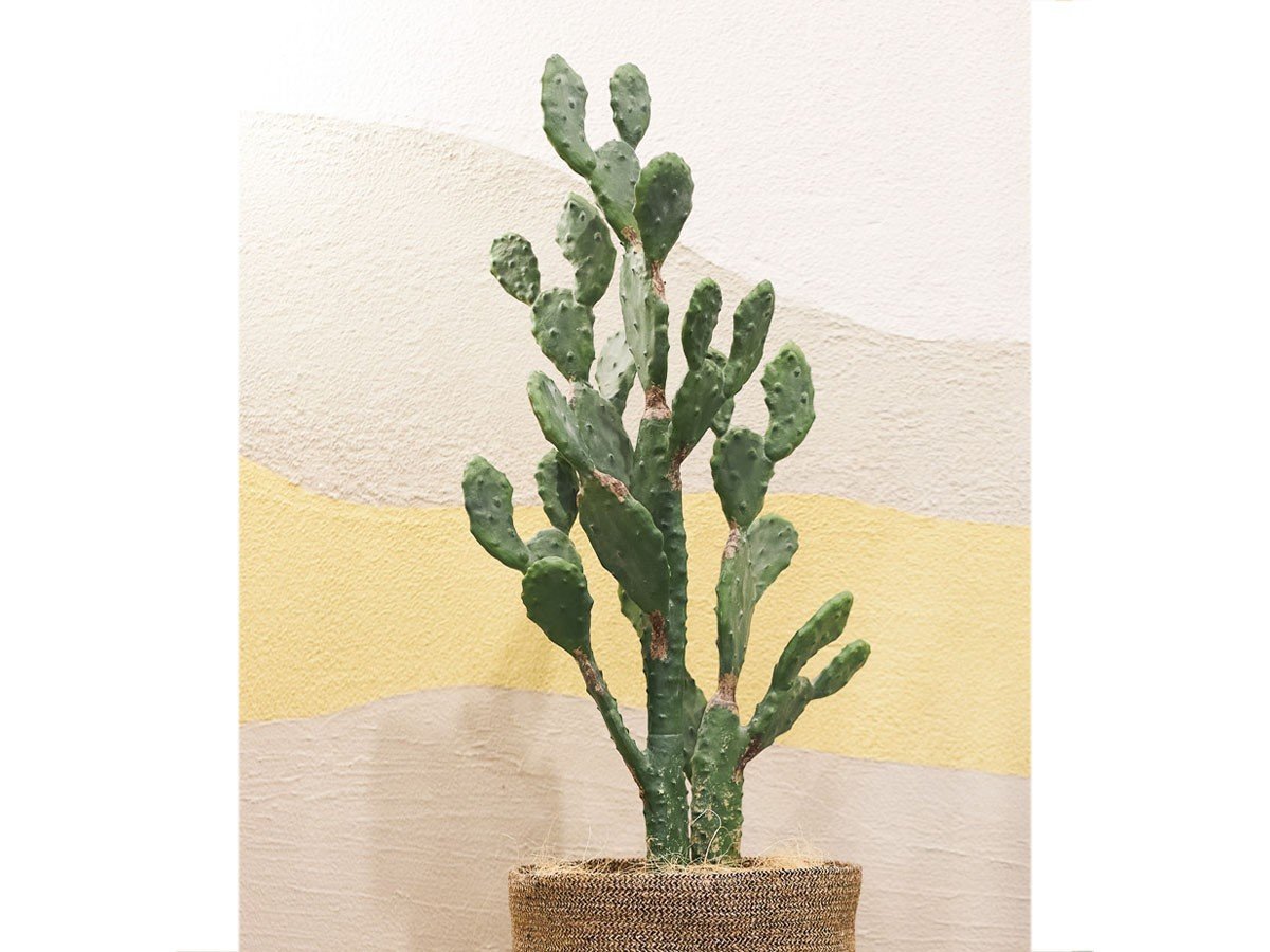【ブラウン/BROWN / GOODS】のPrickly Pear Cactus Pot / ウチワサボテン ポット 130 インテリア・キッズ・メンズ・レディースファッション・服の通販 founy(ファニー) 　送料無料　Free Shipping　おすすめ　Recommended / Our Picks　ホーム・キャンプ・アウトドア・お取り寄せ　Home Living / Home & Lifestyle / Camping Gear / Outdoor Camping　家具・インテリア　Home Furniture & Interior. Stylish & Functional Living Spaces　その他 インテリア雑貨、家具　Home Decor & Furniture Extras　参考イメージ|ID: prp329100004641741 ipo3291000000033475686