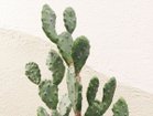 【その他のブランド/Other】のPrickly Pear Cactus Pot / ウチワサボテン ポット 130 参考イメージ|ID: prp329100004641741 ipo3291000000033475688