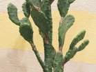 【その他のブランド/Other】のPrickly Pear Cactus Pot / ウチワサボテン ポット 130 参考イメージ|ID: prp329100004641741 ipo3291000000033475690