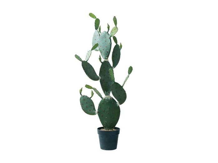 【その他のブランド/Other】のPrickly Pear Cactus Pot / ウチワサボテン ポット 117 インテリア・キッズ・メンズ・レディースファッション・服の通販 founy(ファニー) https://founy.com/ 送料無料 Free Shipping おすすめ Recommended / Our Picks ホーム・キャンプ・アウトドア・お取り寄せ Home Living / Home & Lifestyle / Camping Gear / Outdoor Camping 家具・インテリア Home Furniture & Interior. Stylish & Functional Living Spaces その他 インテリア雑貨、家具 Home Decor & Furniture Extras |ID: prp329100004641742 ipo3291000000033475692