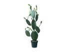【その他のブランド/Other】のPrickly Pear Cactus Pot / ウチワサボテン ポット 117 -|ID: prp329100004641742 ipo3291000000033475693