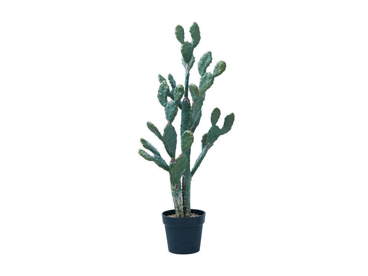 【ブラウン/BROWN / GOODS】のPrickly Pear Cactus Pot / ウチワサボテン ポット 100 人気、トレンドファッション・服の通販 founy(ファニー) 　送料無料　Free Shipping　おすすめ　Recommended / Our Picks　ホーム・キャンプ・アウトドア・お取り寄せ　Home Living / Home & Lifestyle / Camping Gear / Outdoor Camping　家具・インテリア　Home Furniture & Interior. Stylish & Functional Living Spaces　その他 インテリア雑貨、家具　Home Decor & Furniture Extras　 other-1|ID: prp329100004641743 ipo3291000000033475695
